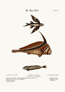 The Ribband-Fish ، 1749-1773
